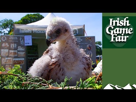 Irish Game Fair