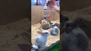 Bugs Bunny