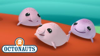 - The Blobfish Brothers Full Episode 33