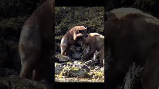 Wrestling Bears Ready To Die For Female