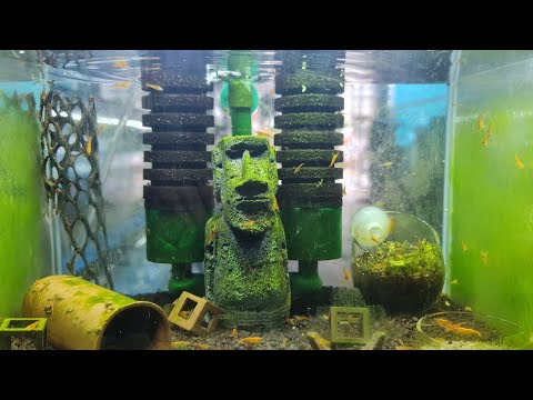 setup hồ nuôi tép cảnh để bàn |setup mini shrimp pond