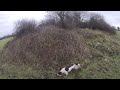 Fox and pheasant hunting in Ireland