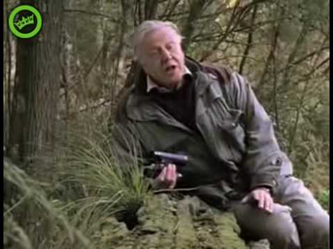 David Attenborough - Animal Behaviour Of The Australian Bowerbird - Bbc Wildlife