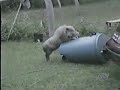 Video divertenti - stranezze sul sesso dei animali