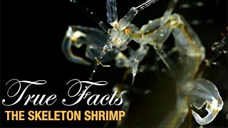 True Facts: The Skeleton Shrimp