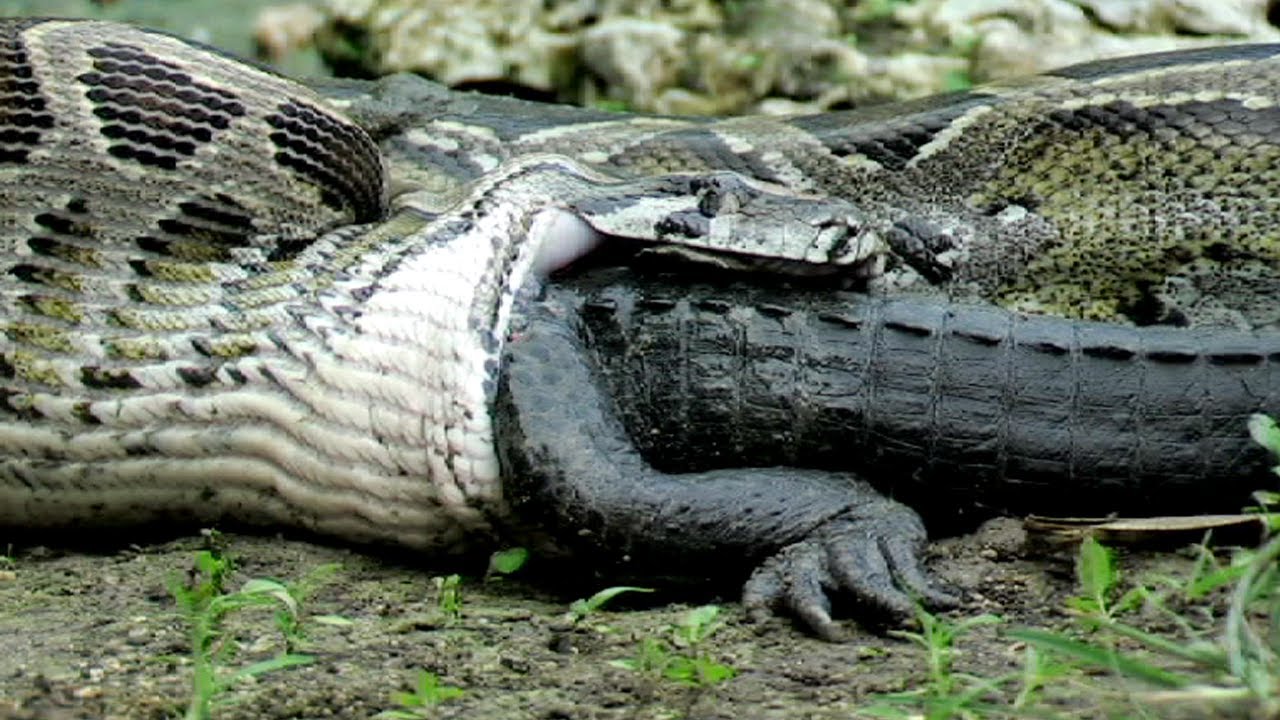 Python swallowing alligator