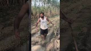 Farming Culture In Chli