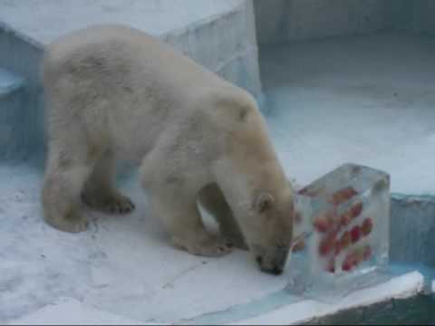 ホッキョクグマ（ゴーゴ）vs特製氷柱☆Polar bear （GOGO） VS special icicle