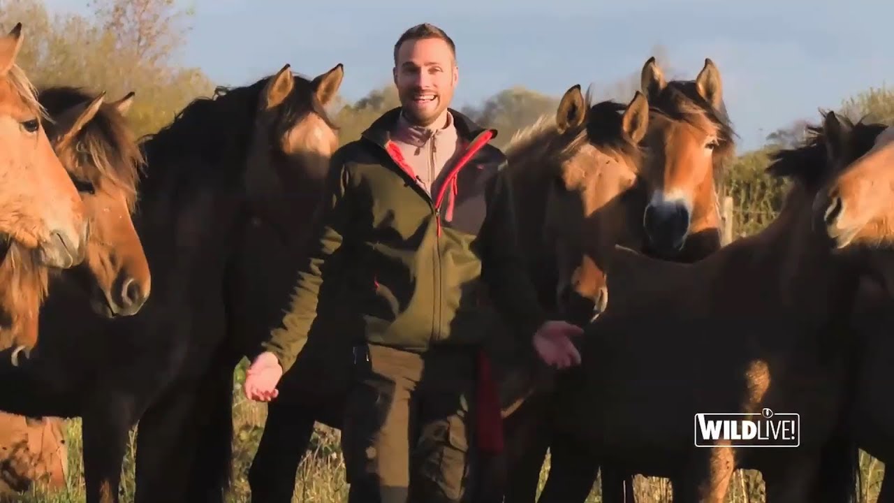 WILDLive! Saison 2 : Baie de Somme