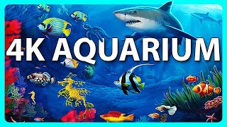 The Best 4K Aquarium for Relaxation 🐠 Relaxing Oceanscapes - Sleep Meditation 4K