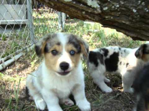 beagle corgi mix puppies for sale sheltie corgi mix puppies for sale images beagle corgi mix puppies for sale sheltie corgi mix puppies for sale images