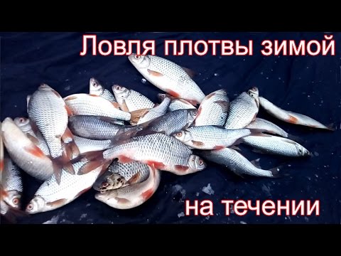 ловля тарани весной на течении ловля тарани весной на течении