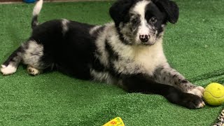 Australian Shepherd Mix Puppies
