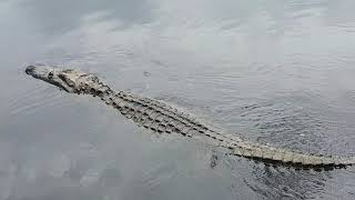 American Alligator In Australia
