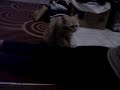 Gucci Si Kucing Pijat images Gucci Si Kucing Pijat
