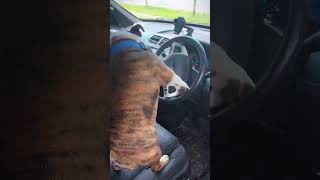 Crazy Dog Humps Car Wheel