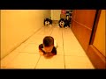Crawling