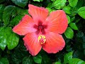 Title:Linzy Backbott - Amoureuse Description:Linzy Backbott - Amoureuse