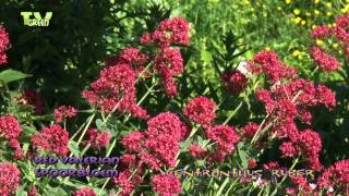 Red Valerian - Spoorbloem - rode valeriaan - Centranthus ruber