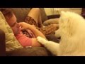 Samoyed puppy hugs #2