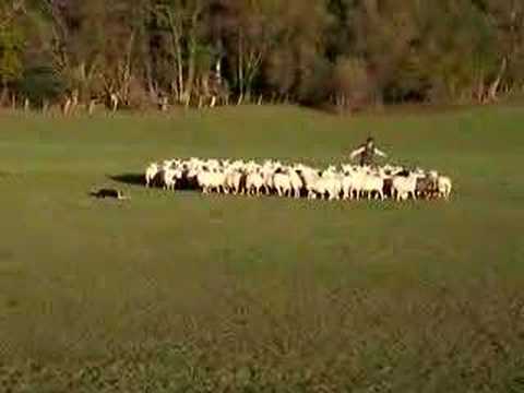 Border Collie Collies working Border Collie Collies working