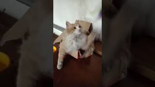 Cats are so funny you will die laughing 2058