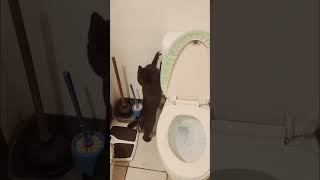 Cat Taught Himself To Flush Toilet