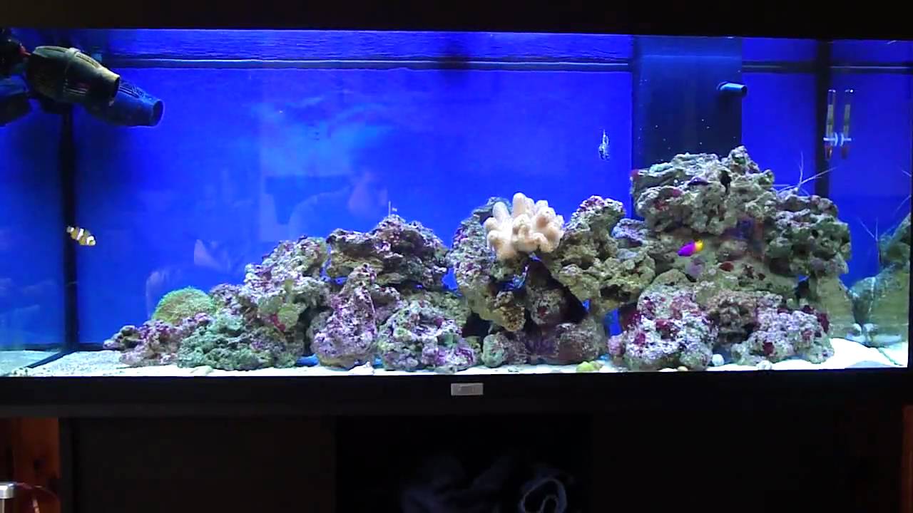 Rio 240 marine aquairum - YouTube