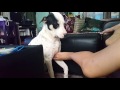 Dog asks for a belly rub