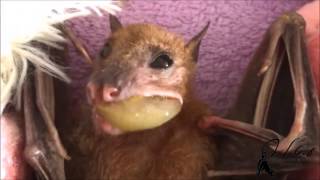 עמותת ע.ט.ל.ף - גדליה אוכל ענב The Israeli bat sanctuary - Gedaliah eat grape