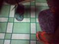 How To Catch Mouse by Sheingkie Mingky
