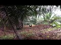 image Pikat Ayam Hutan Gx4 Part 1