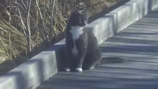 Watch Fixx Ocean Blue video