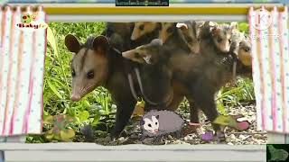 The Amazing World 2006 Opossum