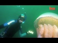 Giant Jellyfish Found By Divers In The UK