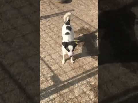 Is Dit Schön Video