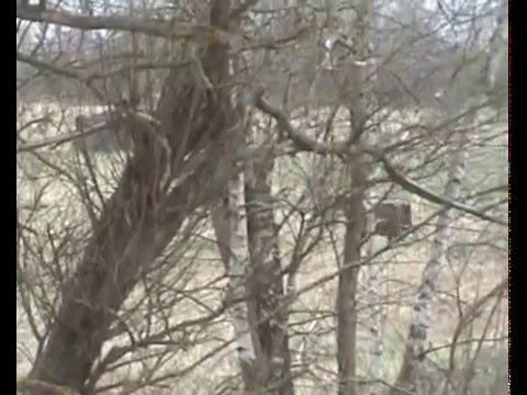 Кабани в природі