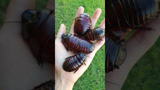 Giant Burrowing Roach