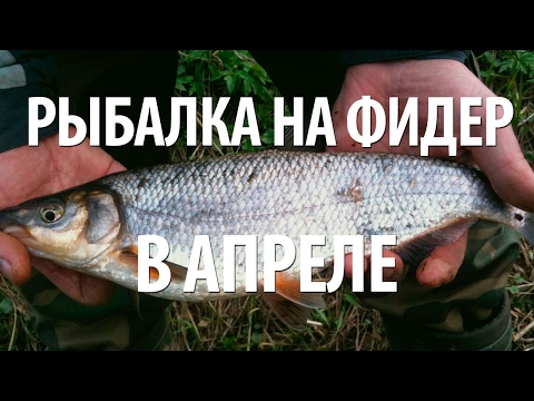 ловля сырти на донку видео ловля сырти на донку видео