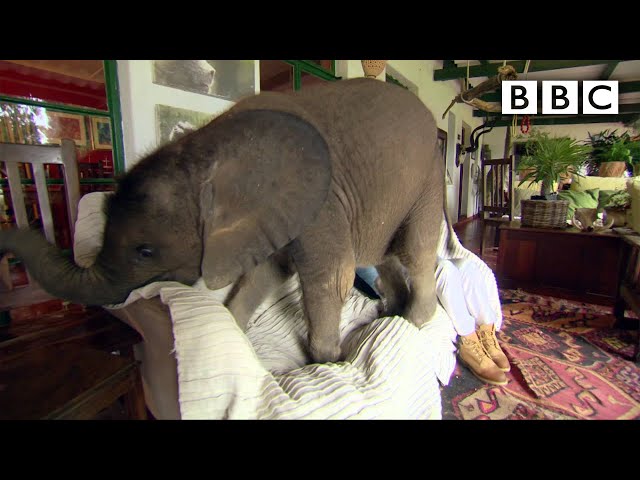 Adopted Baby Elephant Adorably Wreaks Havoc At Home - Video