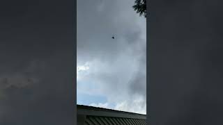 Carpenter Bees Chasing Each Other.