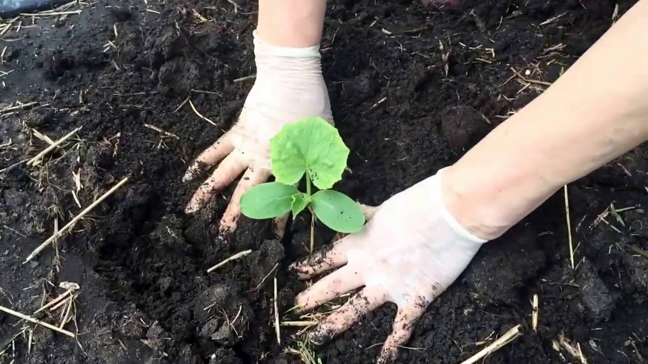 Когда сажать огурцы на рассаду для открытого грунта: как правильно сеять Когда высаживать рассаду огурцов в открытый грунт когда сажают огурцы
