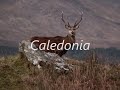 Caledonia ( Frankie Miller )