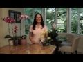 How to Choose and Care for Orchids - Costa Farms
