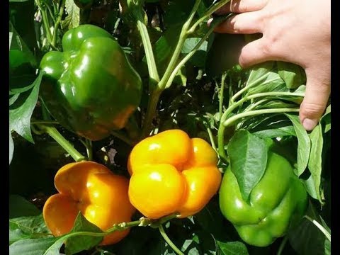 Выращивание перца в Краснодарском крае – посадка и уход: мои советы