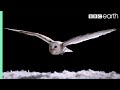 Experiment! How Does An Owl Fly So Silently? - Super Powered ...
