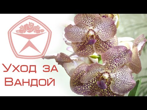 Как сделать топиарий своими руками: мастер класс Как сделать лэпбук. Мастер-класс : Это интересно!