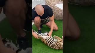 Andrew Tate Almost Gets Hand Bitten Off By Tiger