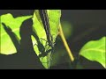 Odonata