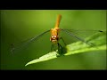 Odonata